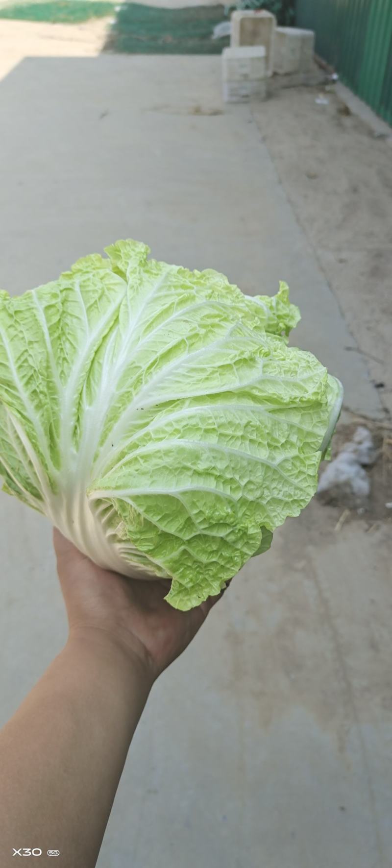 陆地白菜大量上市，新鲜无芯儿嫩白菜，基地直供量大