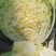 陆地白菜大量上市，新鲜无芯儿嫩白菜，基地直供量大