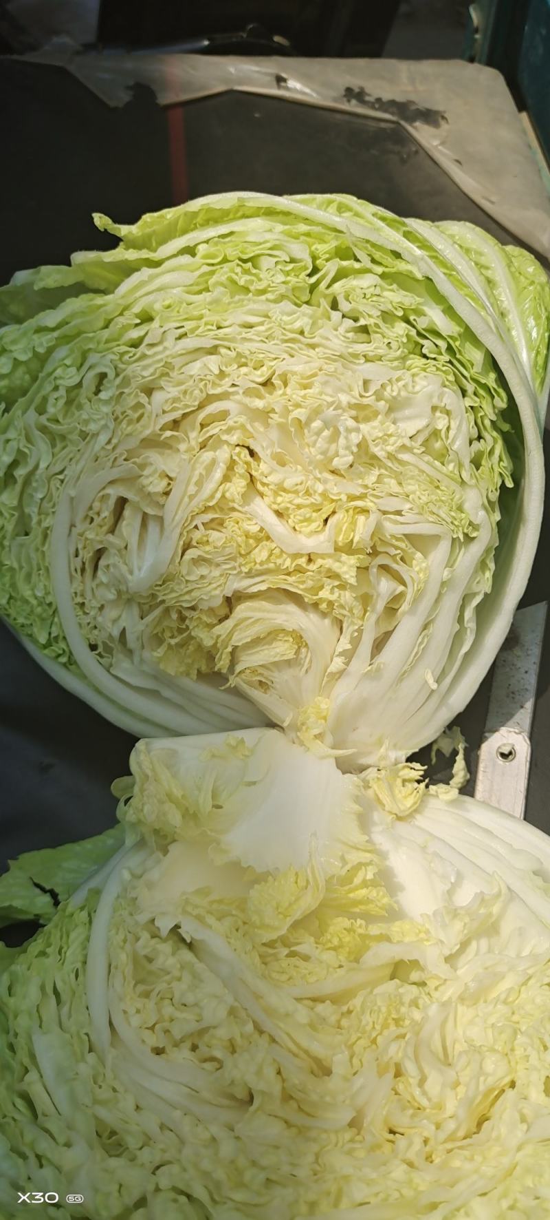 陆地白菜大量上市，新鲜无芯儿嫩白菜，基地直供量大