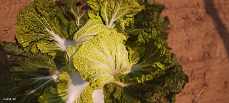 陆地白菜大量上市，新鲜无芯儿嫩白菜，基地直供量大