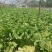 陆地白菜大量上市，新鲜无芯儿嫩白菜，基地直供量大