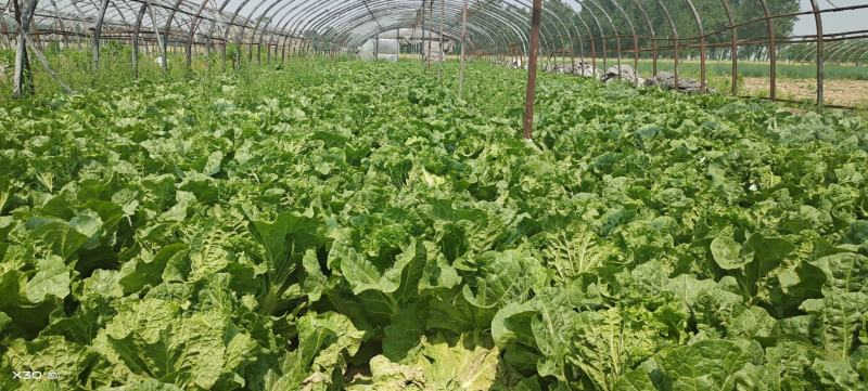 陆地白菜大量上市，新鲜无芯儿嫩白菜，基地直供量大