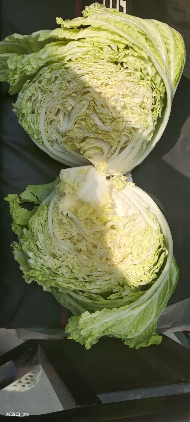 陆地白菜大量上市，新鲜无芯儿嫩白菜，基地直供量大