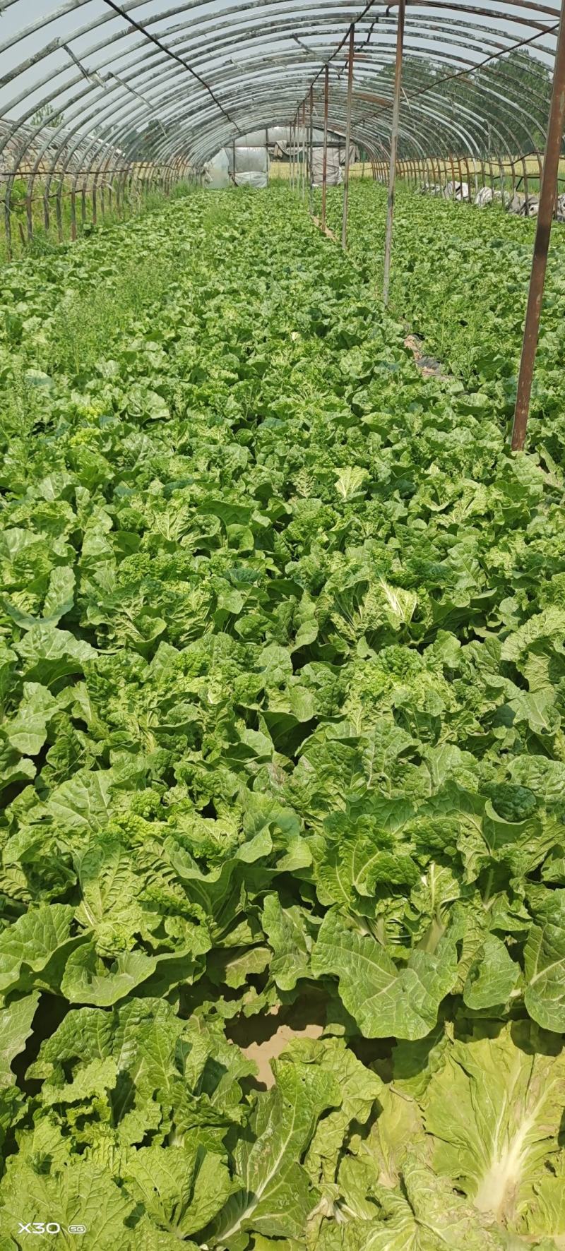 陆地白菜大量上市，新鲜无芯儿嫩白菜，基地直供量大
