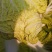 陆地白菜大量上市，新鲜无芯儿嫩白菜，基地直供量大