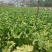陆地白菜大量上市，新鲜无芯儿嫩白菜，基地直供量大