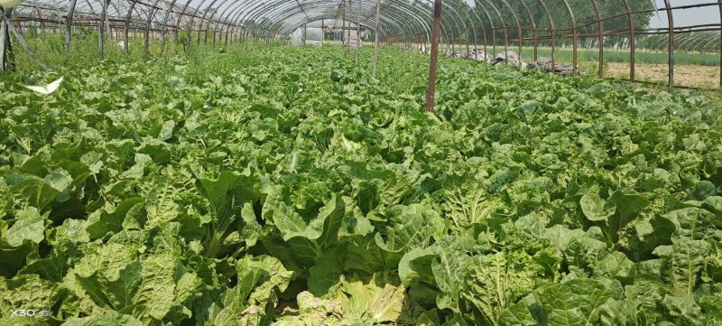 陆地白菜大量上市，新鲜无芯儿嫩白菜，基地直供量大