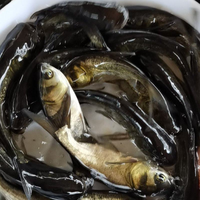 花鲢鱼，大头鱼