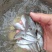 鲈鱼