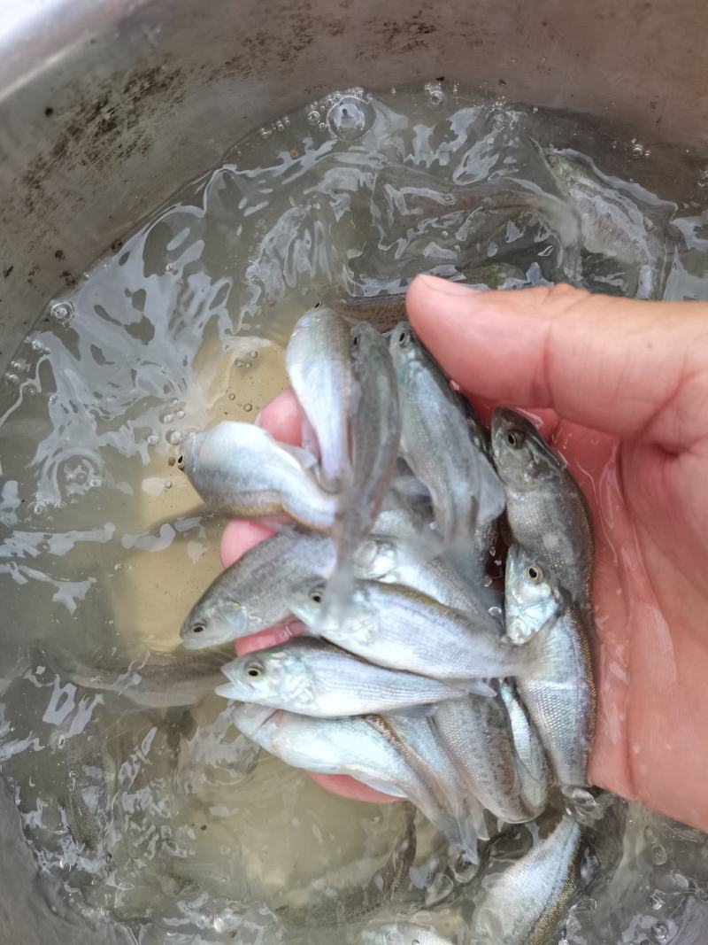 鲈鱼