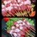 正宗新疆巴音布鲁克黑头羊羊肉串，肉质鲜嫩，口超感好