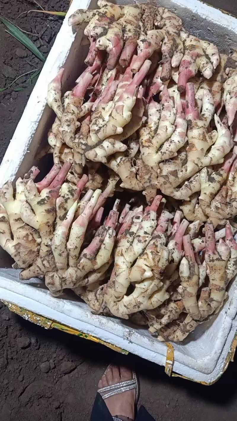 板姜，沟沟姜，入囗化渣，无根茎，品质保证，量大从优！！！