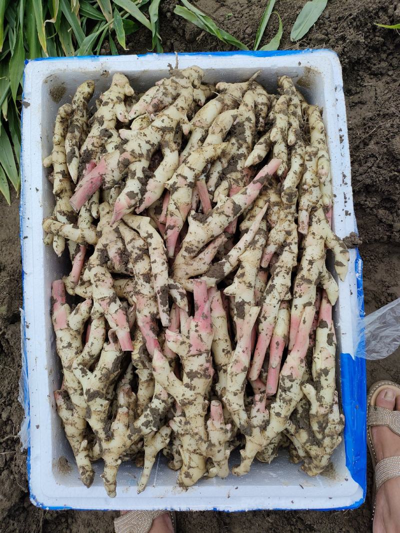 板姜，沟沟姜，入囗化渣，无根茎，品质保证，量大从优！！！