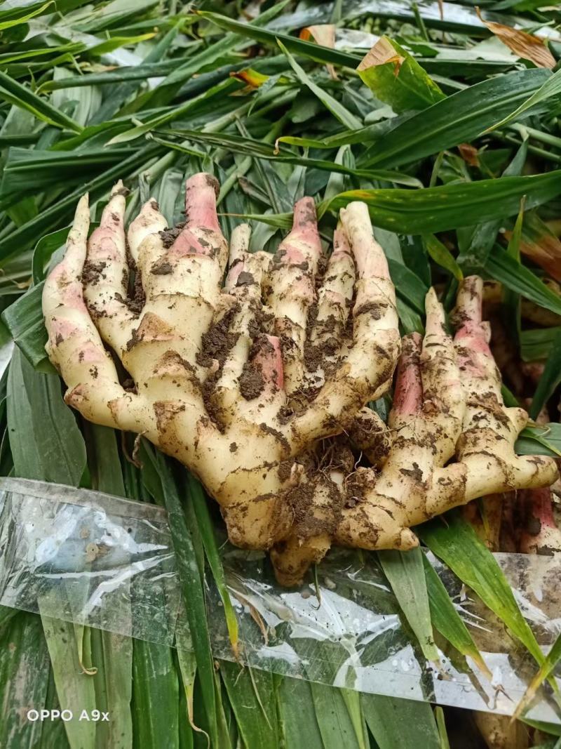 板姜，沟沟姜，入囗化渣，无根茎，品质保证，量大从优！！！