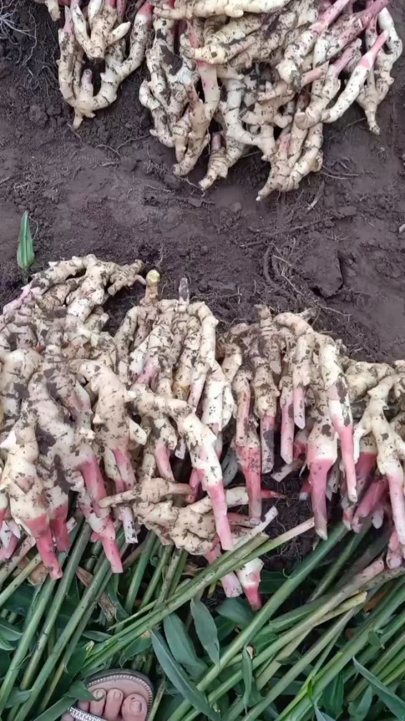 板姜，沟沟姜，入囗化渣，无根茎，品质保证，量大从优！！！
