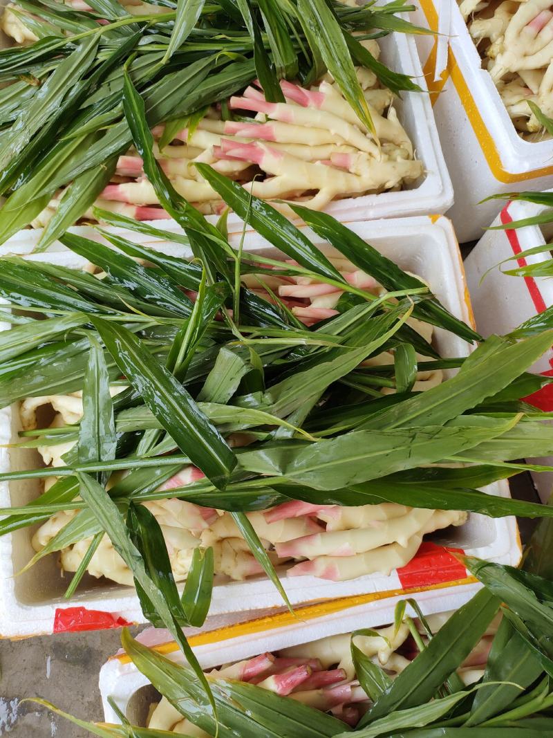 板姜，沟沟姜，入囗化渣，无根茎，品质保证，量大从优！！！