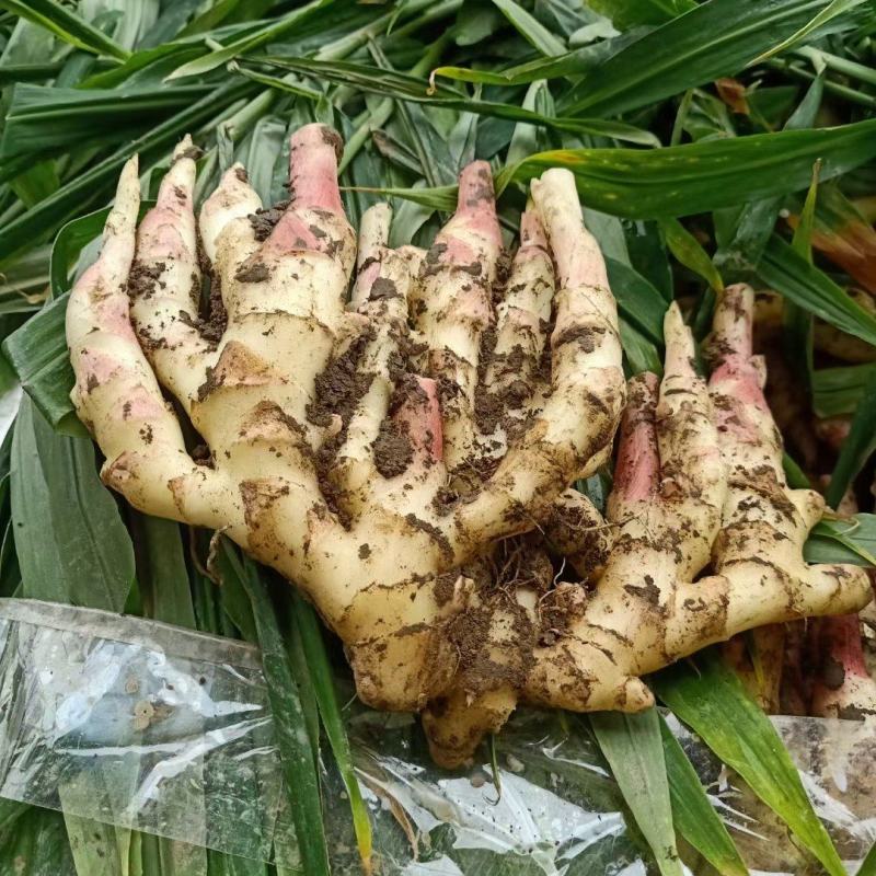 板姜，沟沟姜，入囗化渣，无根茎，品质保证，量大从优！！！