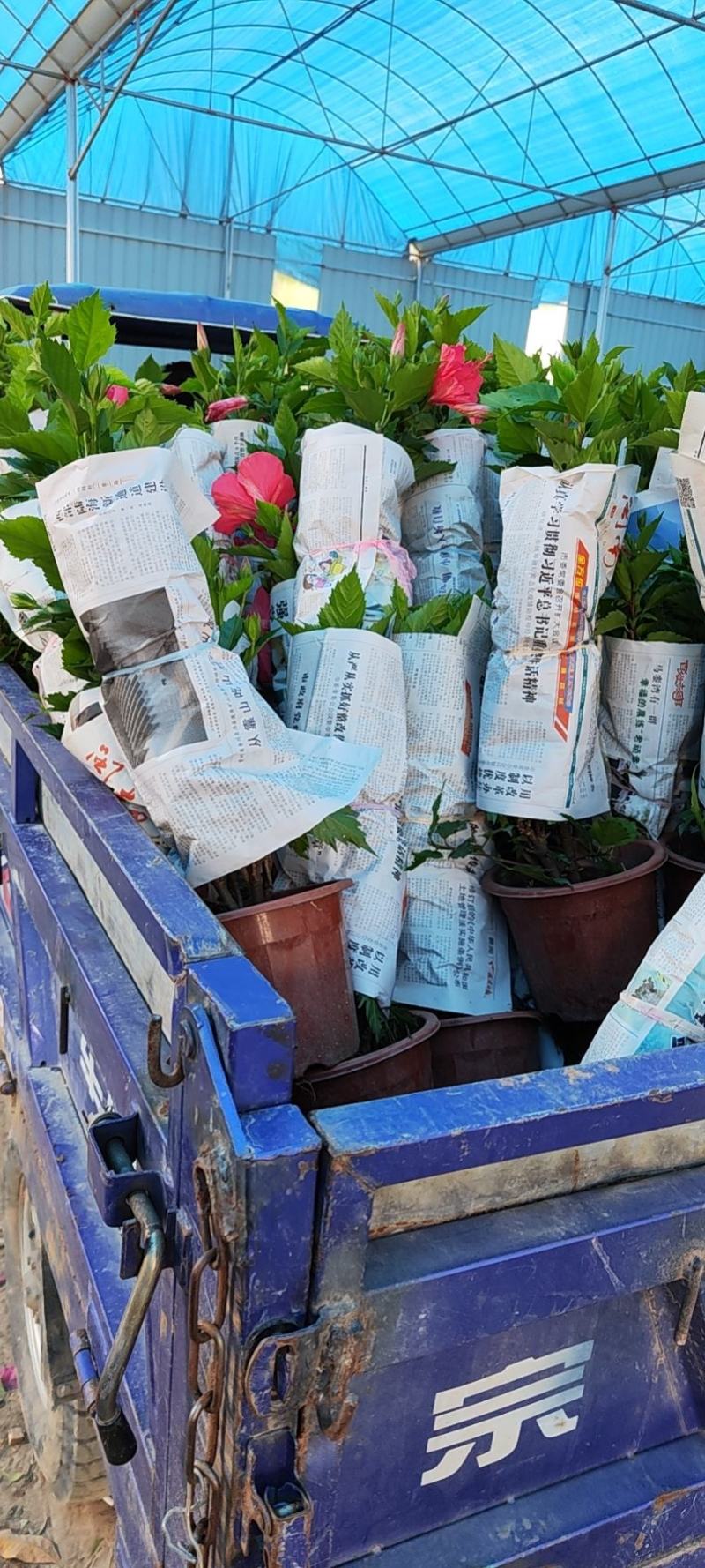 木槿花扶桑花福建基地直销量大价优福建四海园基地