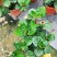 扶桑花木槿花福建基地直销量大价优福建四海园基地