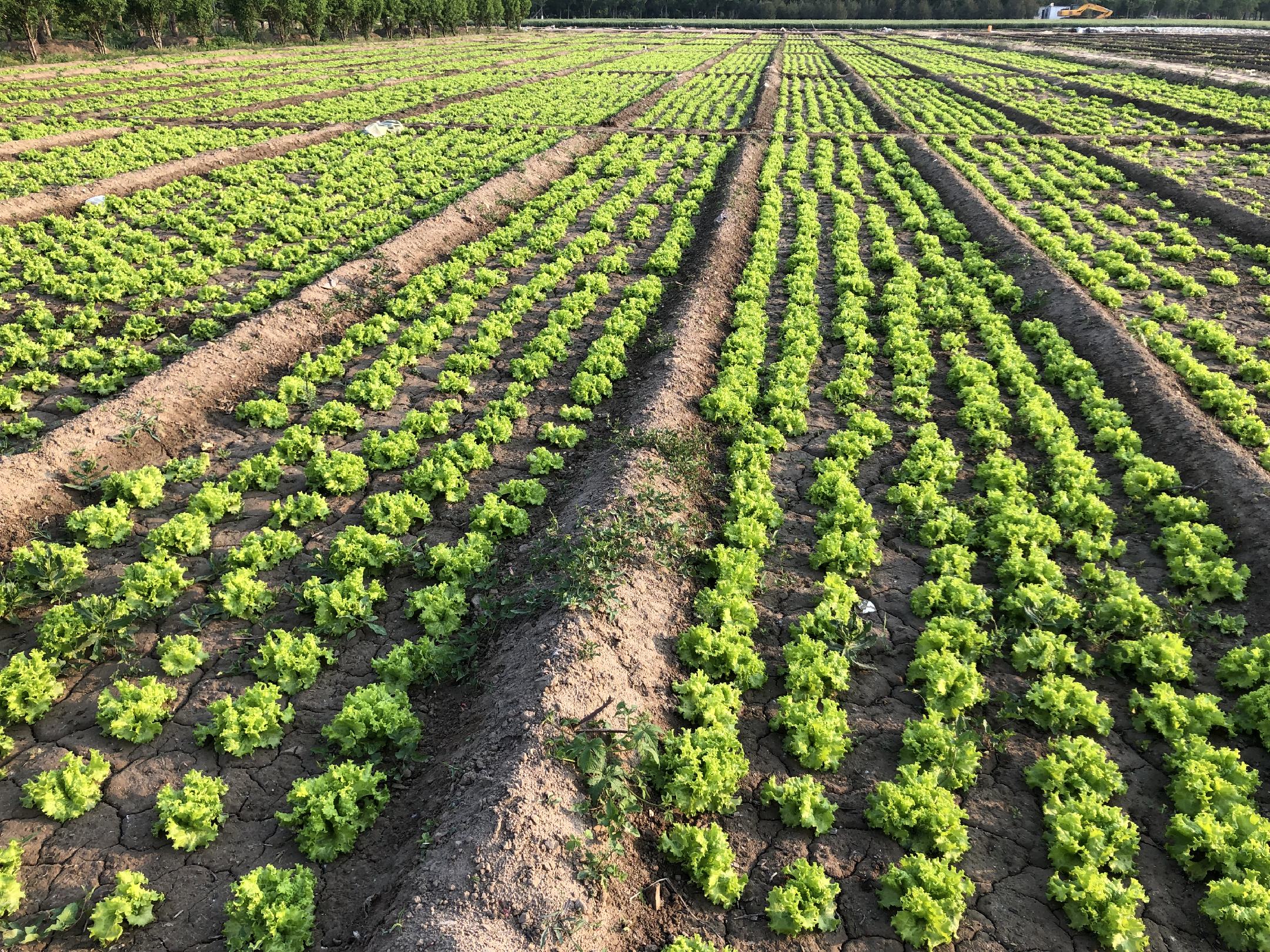 生菜田间管理操作图