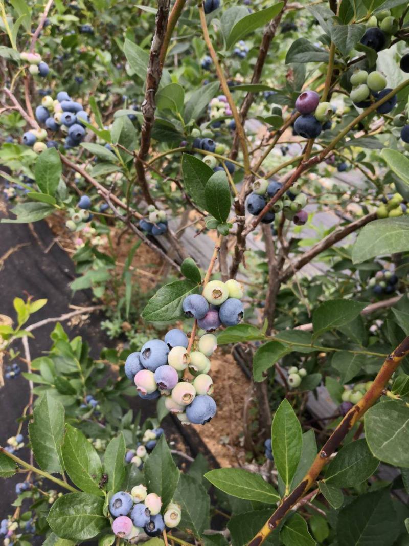 蓝莓苗基地绿宝石莱克茜薄雾L法新茶花珠宝优瑞卡蓝莓苗