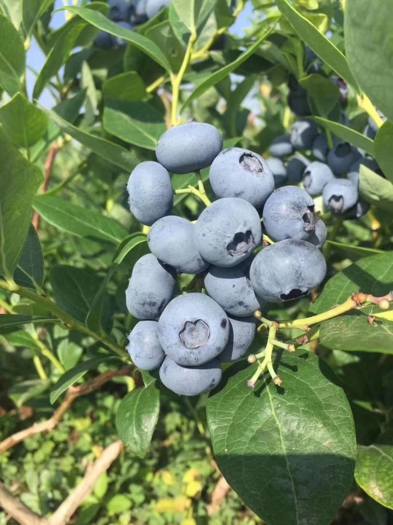 蓝莓苗基地绿宝石莱克茜薄雾L法新茶花珠宝优瑞卡蓝莓苗