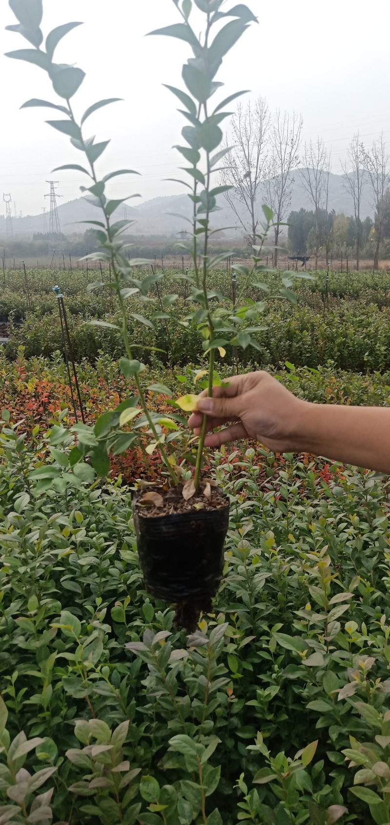 蓝莓苗基地绿宝石莱克茜薄雾L法新茶花珠宝优瑞卡蓝莓苗