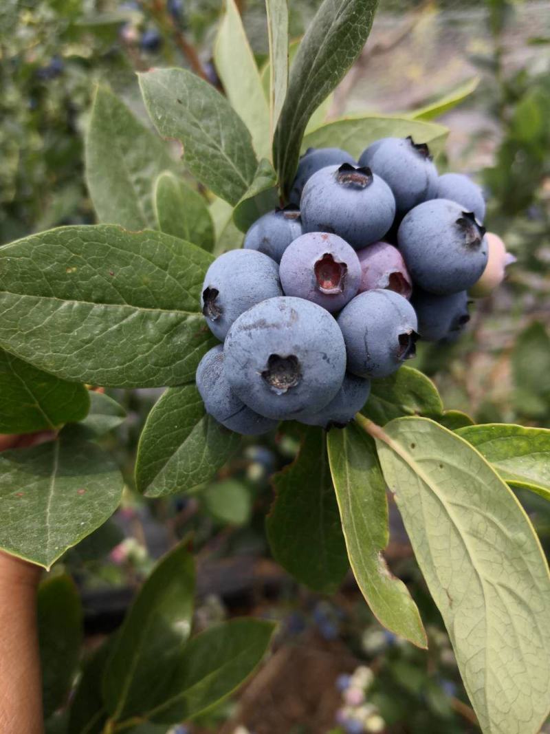 蓝莓苗基地绿宝石莱克茜薄雾L法新茶花珠宝优瑞卡蓝莓苗