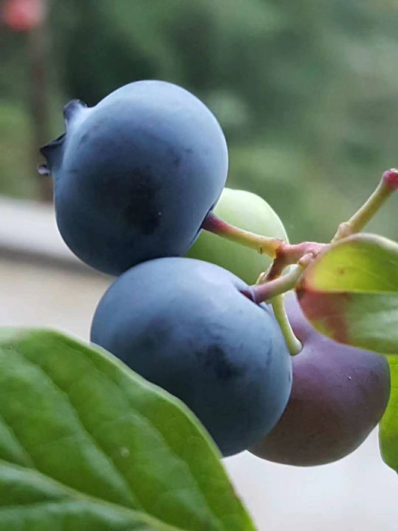 蓝莓苗基地绿宝石莱克茜薄雾L法新茶花珠宝优瑞卡蓝莓苗