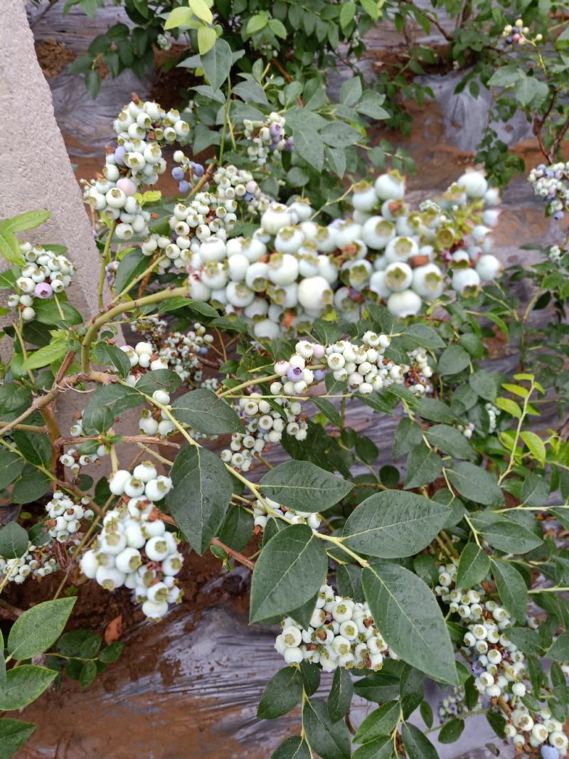 蓝莓苗基地绿宝石莱克茜薄雾L法新茶花珠宝优瑞卡蓝莓苗