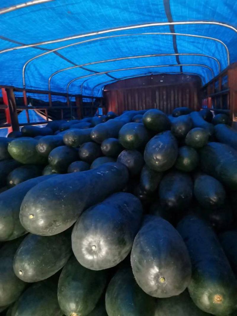 黑皮大冬瓜，吊瓜，铁心冬瓜，广西黑皮大冬瓜。