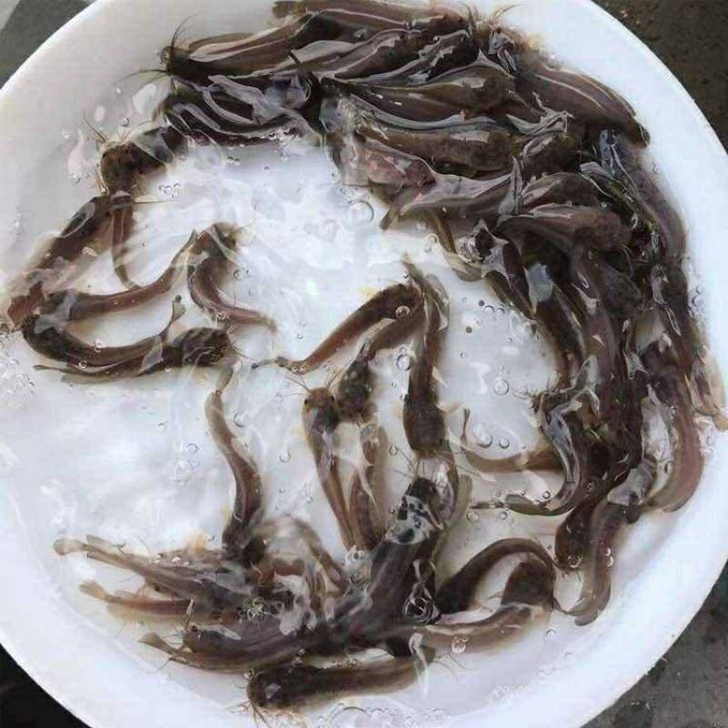 本地塘虱鱼苗塘鲺鲶鱼