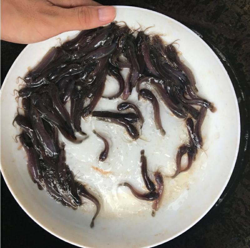 本地塘虱鱼苗塘鲺鲶鱼