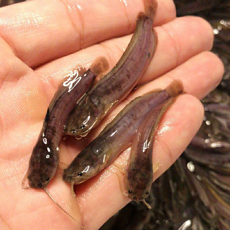 本地塘虱鱼苗塘鲺鲶鱼