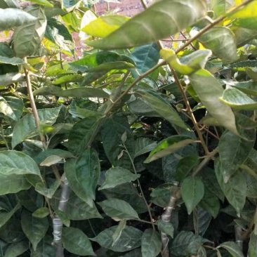 羊奶果苗，德甜二号品种，纯甜型，嫁接两年杯苗，包邮