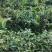 羊奶果苗，德甜二号品种，纯甜型，嫁接两年杯苗，包邮