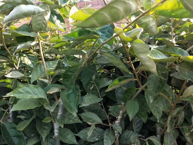 羊奶果苗，德甜二号品种，纯甜型，嫁接两年杯苗，包邮