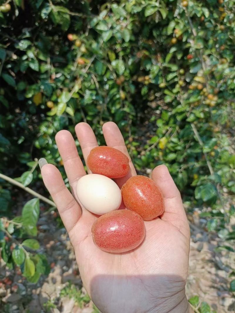 羊奶果苗，德甜二号品种，纯甜型，嫁接两年杯苗，包邮