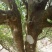 普洱茶古树茶黄草坝2022年头春头采300年古树茶散