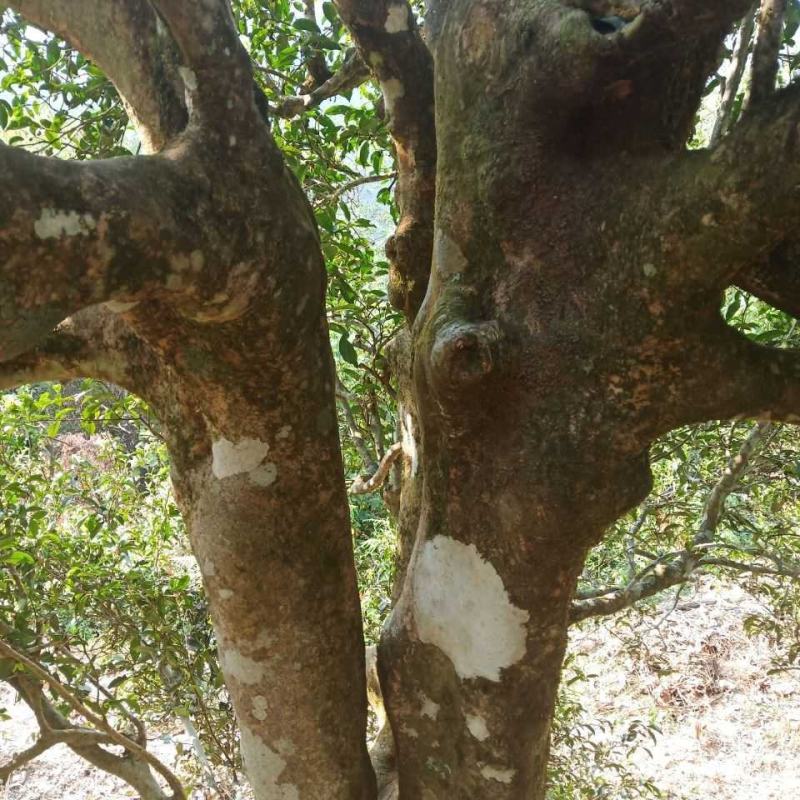 普洱茶古树茶黄草坝2022年头春头采300年古树茶散