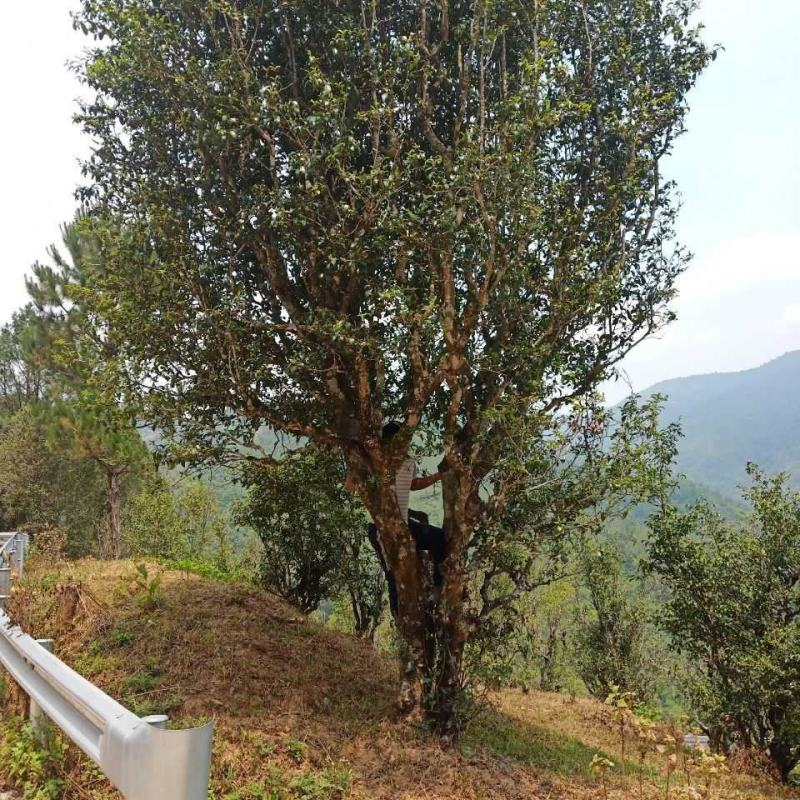 普洱茶古树茶黄草坝2022年头春头采300年古树茶散