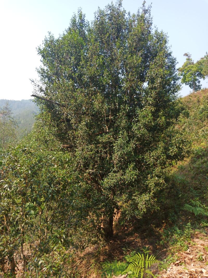 普洱茶古树茶黄草坝2022年头春头采300年古树茶散