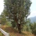 普洱茶古树茶黄草坝2022年头春头采300年古树茶散