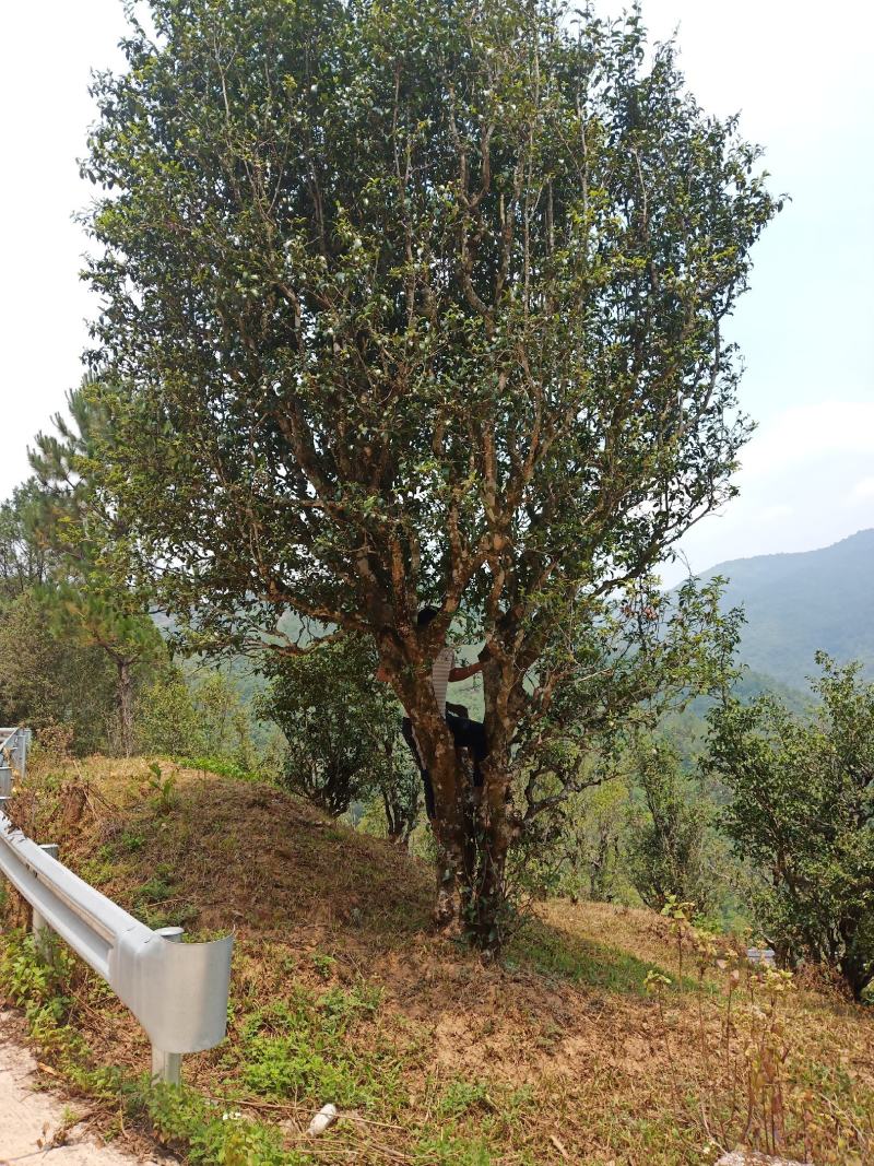 普洱茶古树茶黄草坝2022年头春头采300年古树茶散