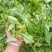 普洱茶古树茶黄草坝2022年头春头采300年古树茶散