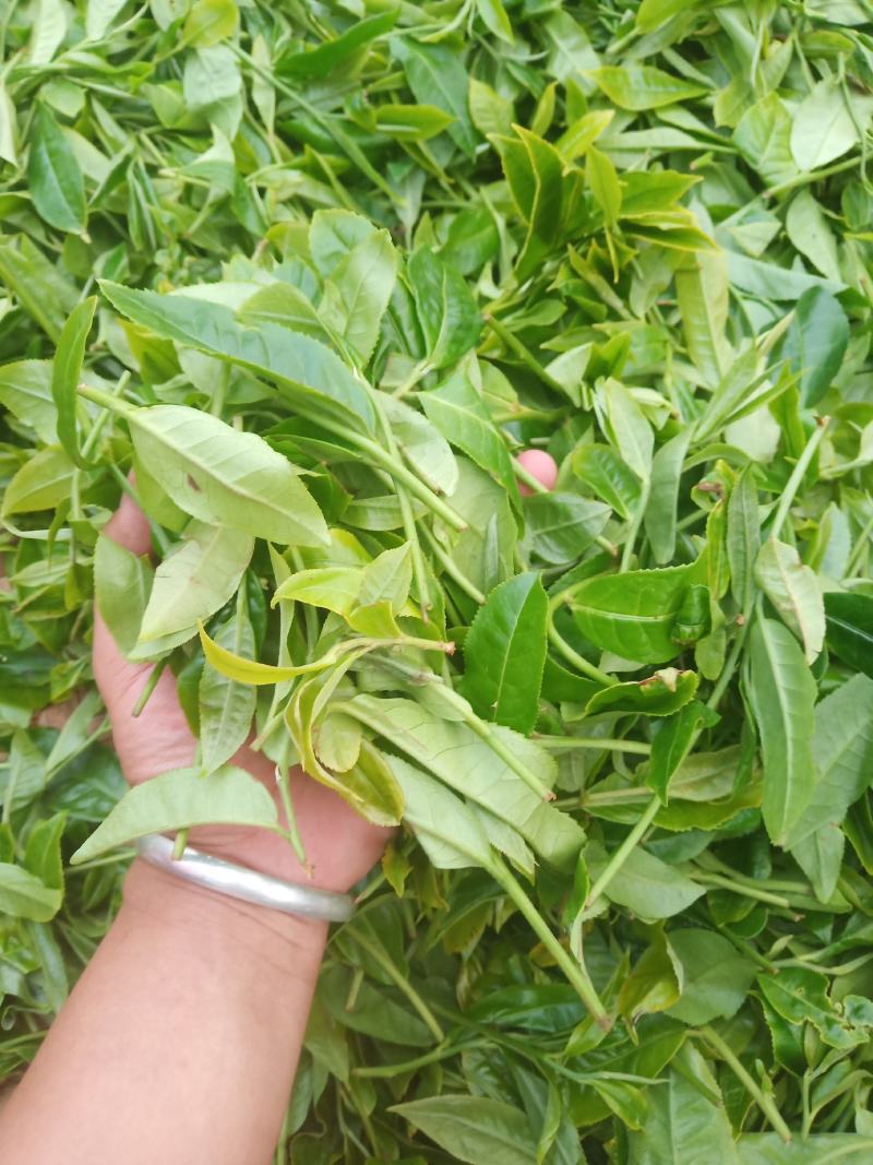 普洱茶古树茶黄草坝2022年头春头采300年古树茶散