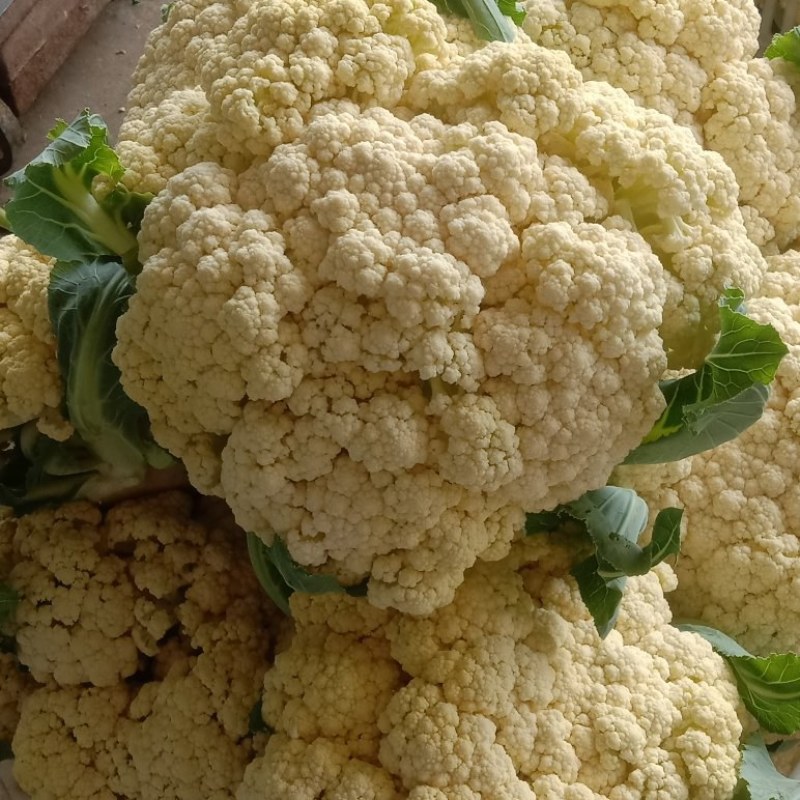 优质菜花