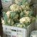 优质菜花