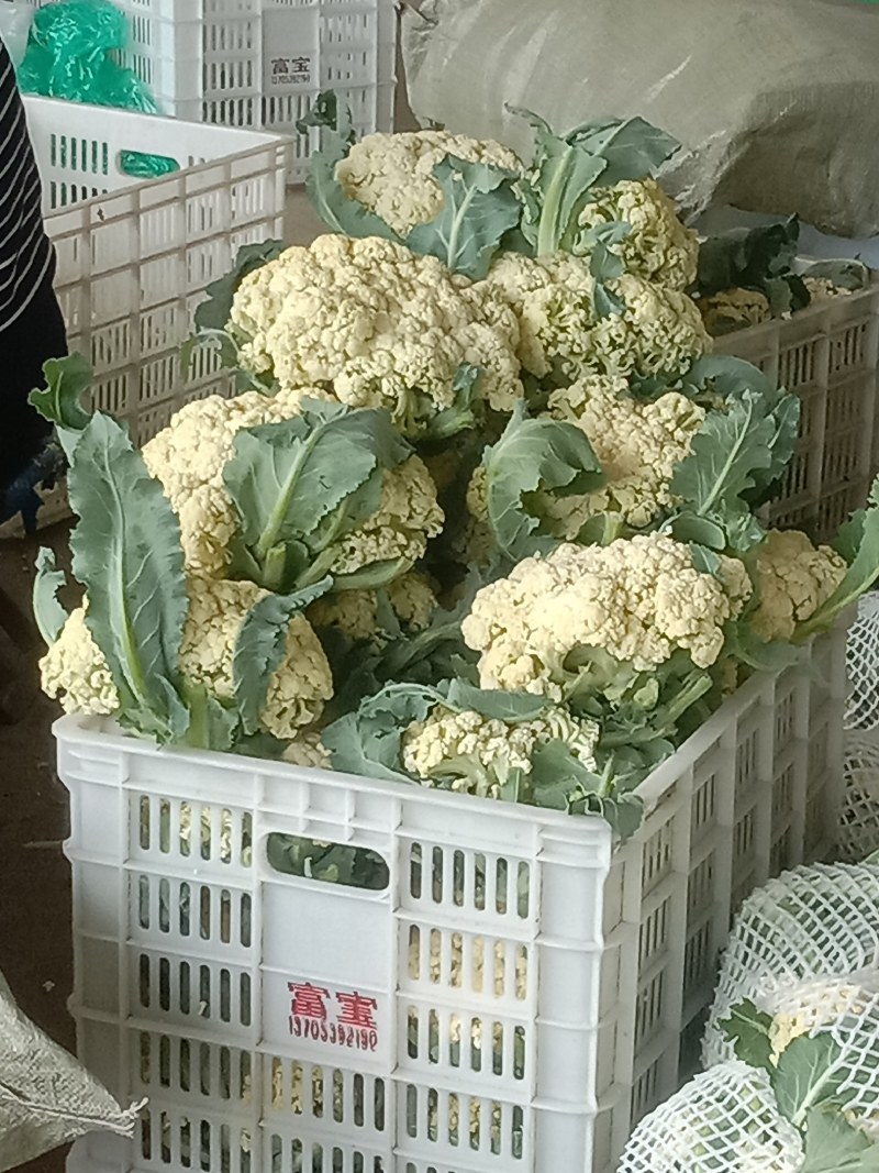 优质菜花