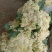 优质菜花
